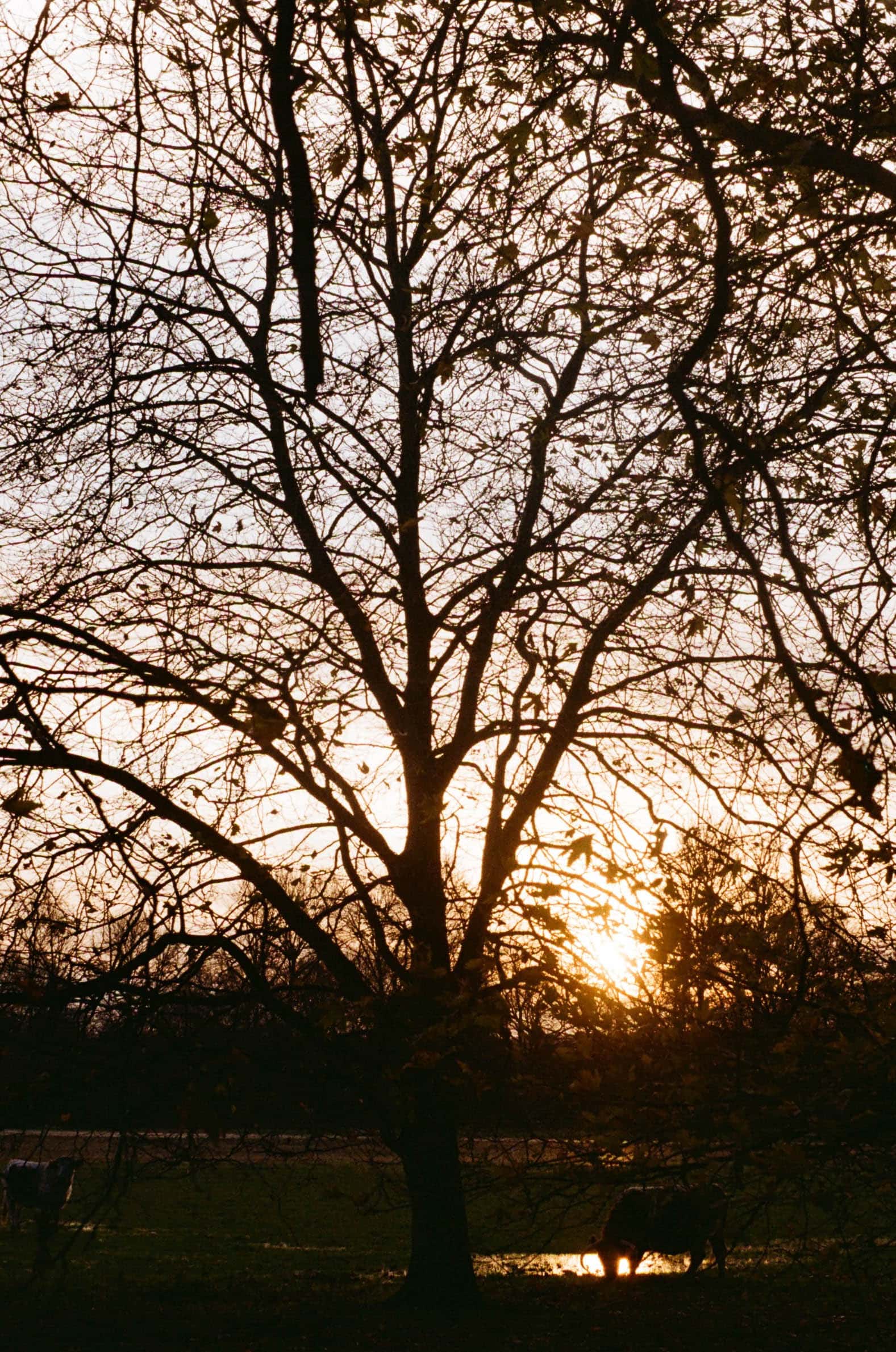 Thumbnail for 30800030.jpg