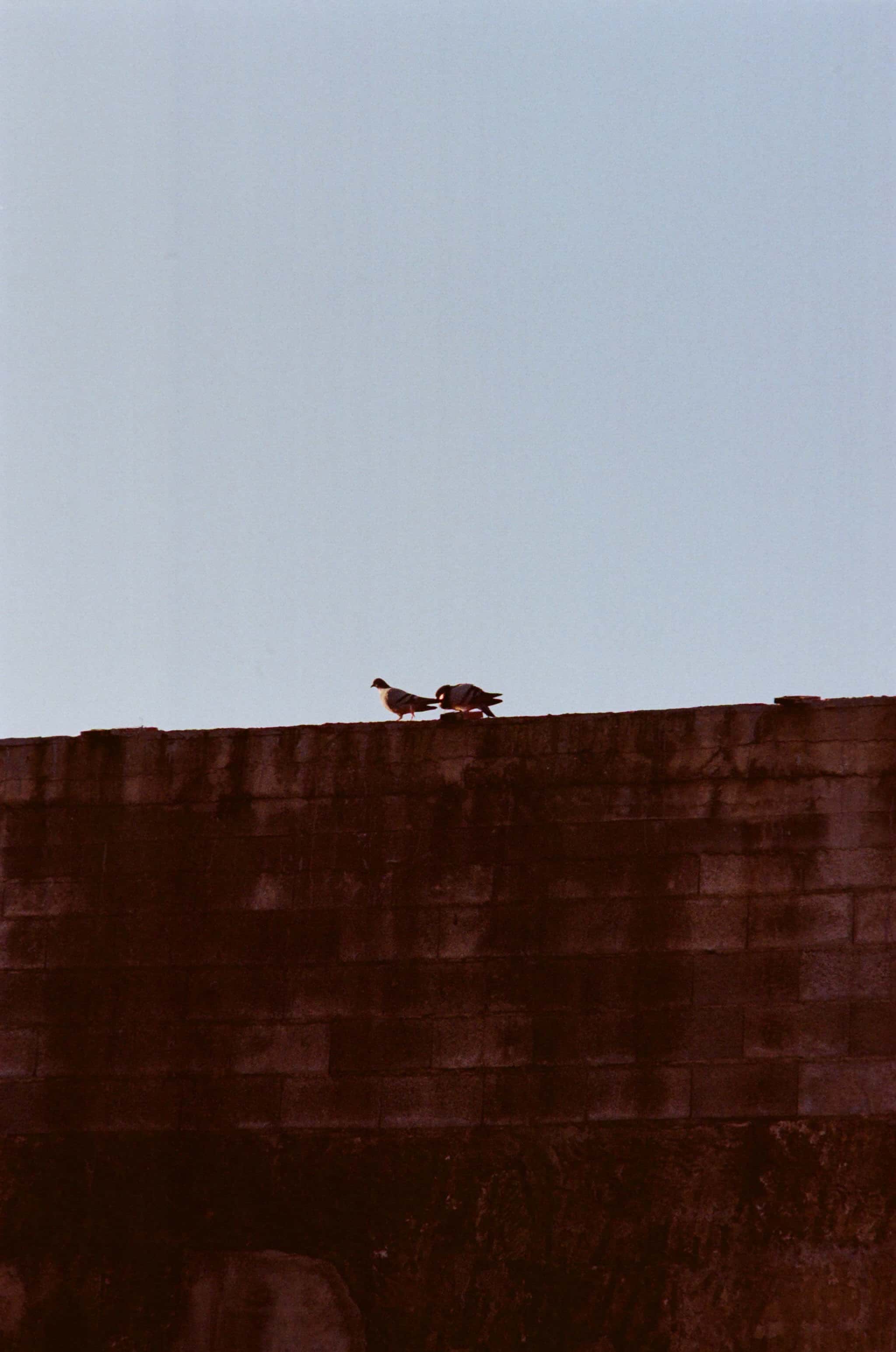 Thumbnail for palma-13.jpg