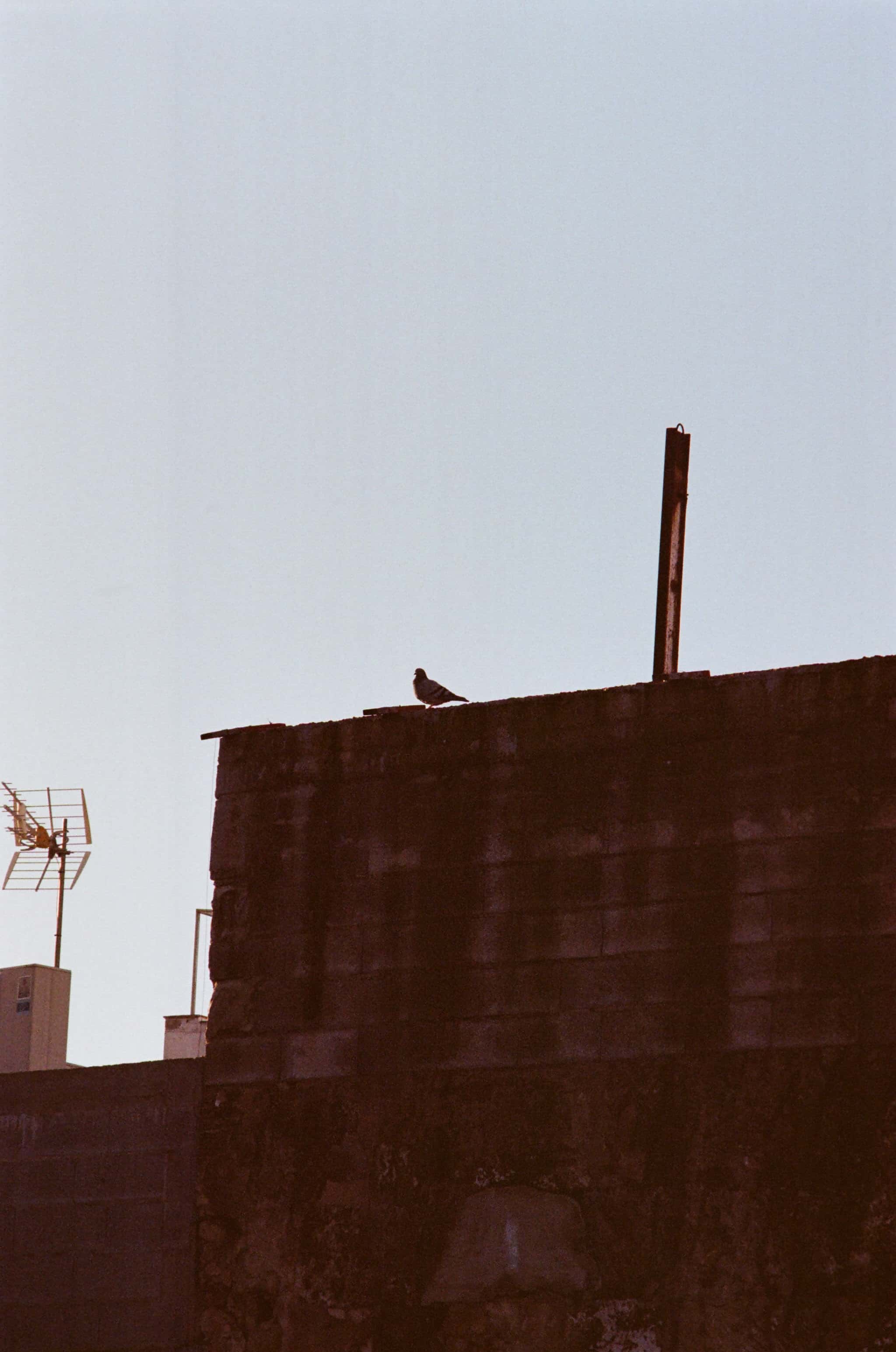 Thumbnail for palma-15.jpg