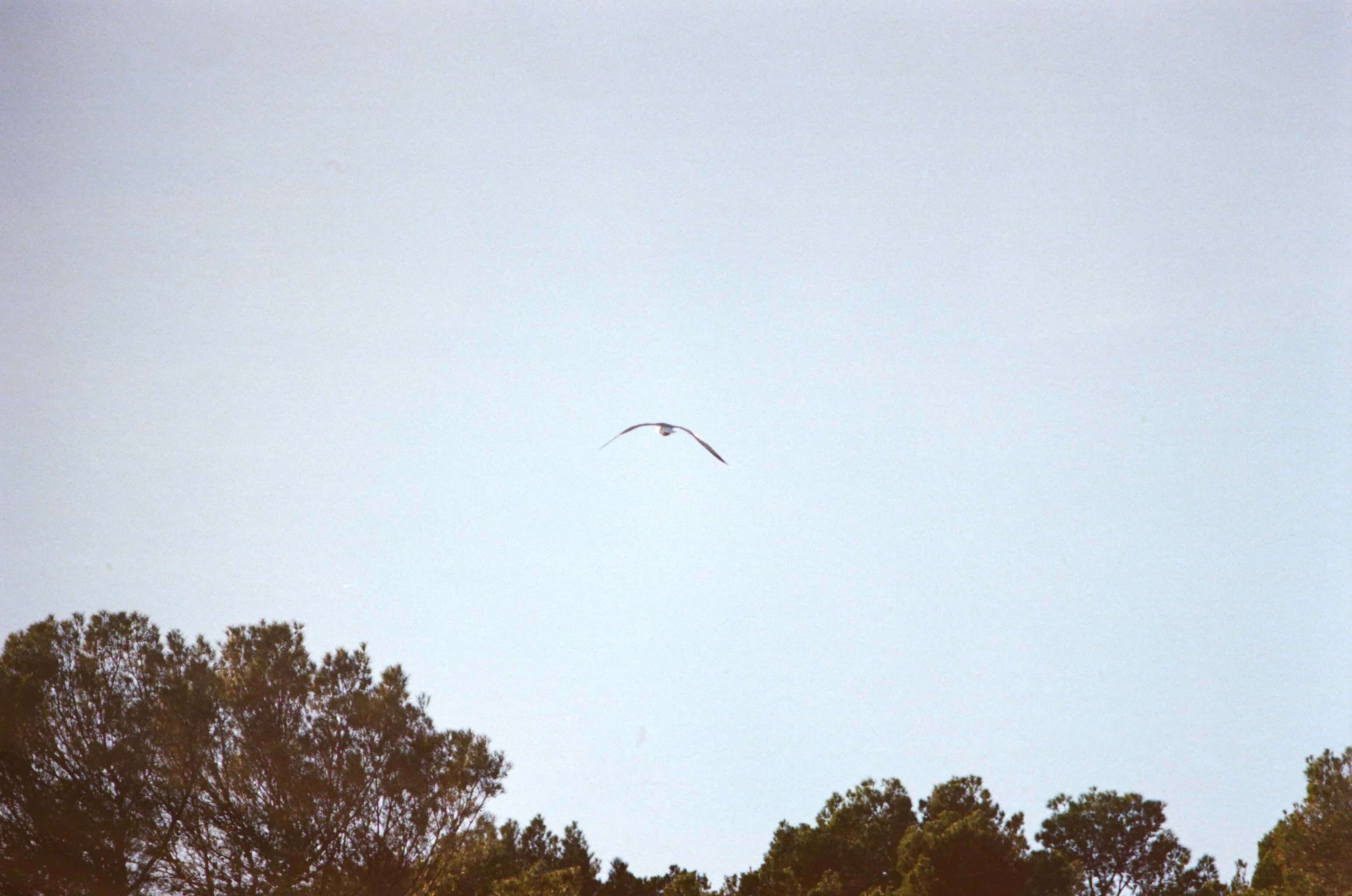 Thumbnail for palma-29.jpg